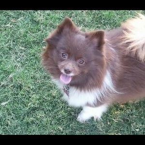 Meet your Posher, Lexi